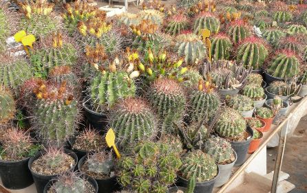 Ferocactus